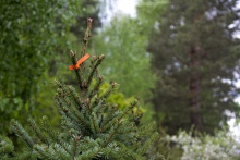 Парк им. Зернова - 29.jpg